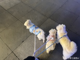 我嘟小狗大队嘻嘻ovo