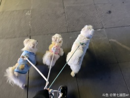 我嘟小狗大队嘻嘻ovo