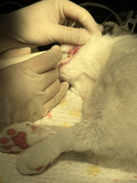 昨天带小猫去洗牙了 中间扎针扎不了 它太紧张了三只腿都扎不了 感觉是受到了惊吓
凌晨一直喵喵叫 我以为想出去玩就让它在外面玩 结果在外面也一直叫 和我睡一起也时不时叫一下
可能是插管了 嗓子不舒服dT-Tb
医生要我多陪陪它 今天就不开头了