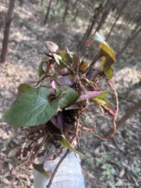 情人节💘没什么好送的，送点土特产吧！