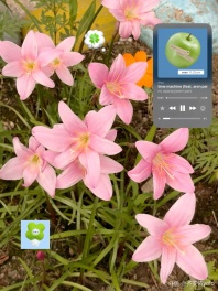 爱像荒漠开出花❣️