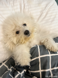 请找出图中的顺顺[阴险]