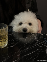 请找出图中的顺顺[阴险]