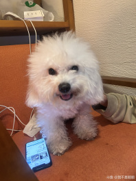 请找出图中的顺顺[阴险]