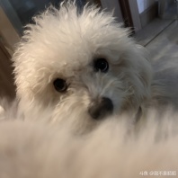 请找出图中的顺顺[阴险]