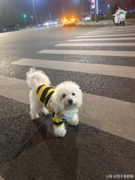 请找出图中的顺顺[阴险]