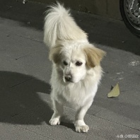 训狗失败1.0
不知道谁家养的狗 半夜看它一个人在楼下趴着 买了根火腿吃 然后就要跟我回家