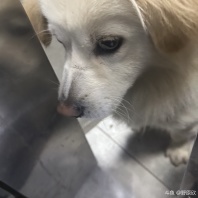 训狗失败1.0
不知道谁家养的狗 半夜看它一个人在楼下趴着 买了根火腿吃 然后就要跟我回家