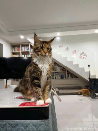 我这还期待付费直播了。