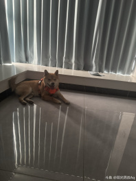 遛完回来的样子[微笑][微笑]