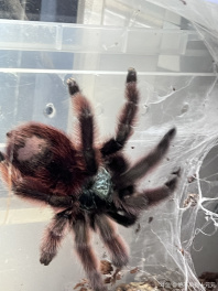 里昂你害怕蜘蛛吗[topic src="225716"]#生化危机9[/topic] 