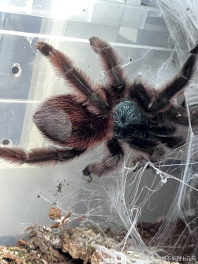 里昂你害怕蜘蛛吗[topic src="225716"]#生化危机9[/topic] 