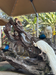 云南之旅假期结束啦～ 
没抢到明天的票，正在努力抢后天的！
后天山庄不见不散！