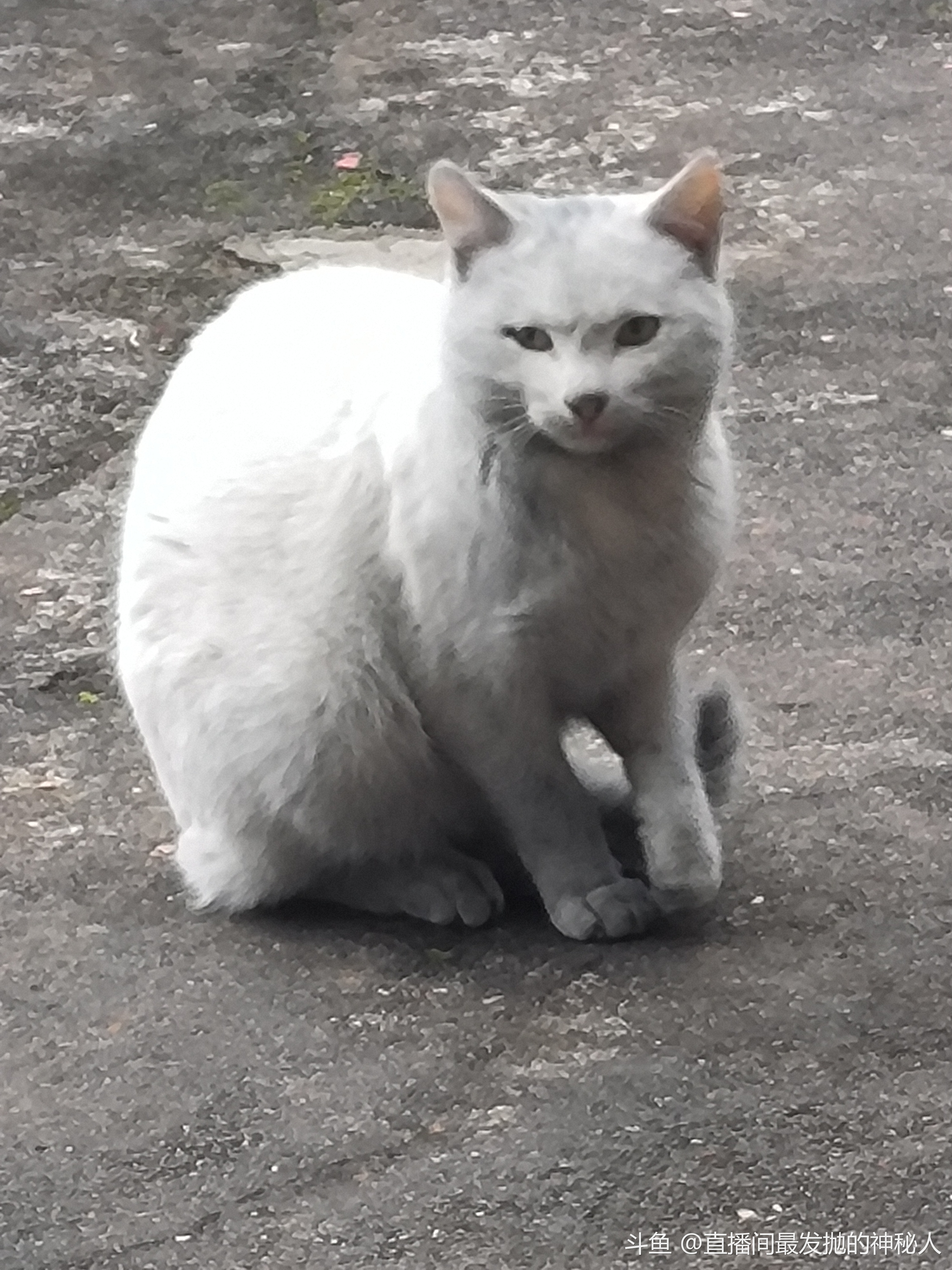 三脚猫怎么样,被夹子夹断了一条腿_斗鱼鱼吧