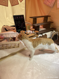 小摊被喵喵神选中啦